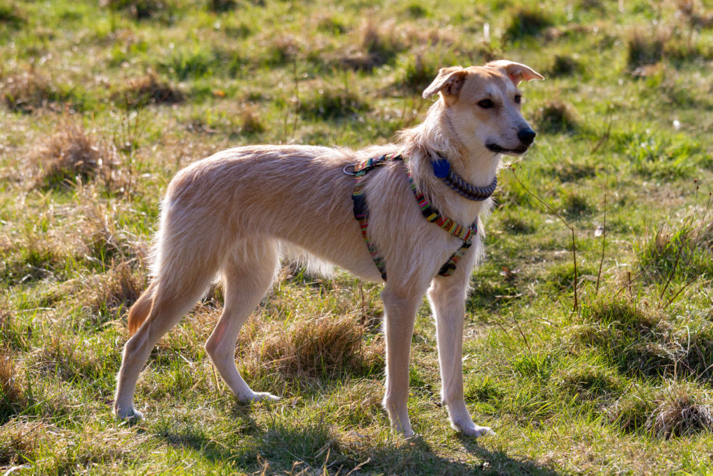 Ashley steht